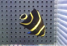 画像2: 【海水魚・ヤッコ】【通販】人工飼料OK♪フレンチエンゼル（Sサイズ）(個体販売）（±5cm）No.1（生体）(海水魚) (2)