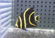 画像1: 【海水魚・ヤッコ】【通販】人工飼料OK♪フレンチエンゼル（Sサイズ）(個体販売）（±4.5cm）No.2（生体）(海水魚) (1)
