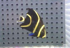 画像2: 【海水魚・ヤッコ】【通販】人工飼料OK♪フレンチエンゼル（Sサイズ）(個体販売）（±4.5cm）No.2（生体）(海水魚) (2)