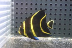 画像1: 【海水魚・ヤッコ】【通販】人工飼料OK♪フレンチエンゼル（Sサイズ）(個体販売）（±5cm）No.3（生体）(海水魚) (1)