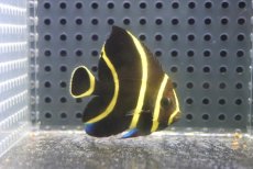 画像2: 【海水魚・ヤッコ】【通販】人工飼料OK♪フレンチエンゼル（Sサイズ）(個体販売）（±5cm）No.3（生体）(海水魚) (2)