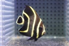 画像1: 【海水魚・ヤッコ】【通販】人工飼料OK♪フレンチエンゼル（SMサイズ）(個体販売）（±6cm）No.4（生体）(海水魚) (1)