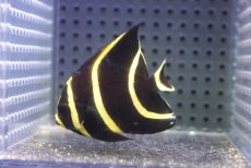 画像2: 【海水魚・ヤッコ】【通販】人工飼料OK♪フレンチエンゼル（SMサイズ）(個体販売）（±6cm）No.4（生体）(海水魚) (2)