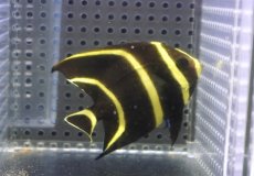 画像1: 【海水魚・ヤッコ】【通販】人工飼料OK♪フレンチエンゼル（SMサイズ）(個体販売）（±7.5cm）No.5（生体）(海水魚) (1)