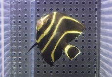 画像2: 【海水魚・ヤッコ】【通販】人工飼料OK♪フレンチエンゼル（SMサイズ）(個体販売）（±7.5cm）No.5（生体）(海水魚) (2)