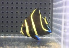 画像1: 【海水魚・ヤッコ】【通販】人工飼料OK♪グレーエンゼル（Sサイズ）(個体販売）（±5cm）No.1（生体）(海水魚) (1)