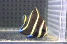 画像2: 【海水魚・ヤッコ】【通販】人工飼料OK♪グレーエンゼル（Sサイズ）(個体販売）（±5cm）No.1（生体）(海水魚) (2)