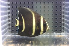画像1: 【海水魚・ヤッコ】【通販】人工飼料OK♪グレーエンゼル（SMサイズ）(個体販売）（±6.5cm）No.2（生体）(海水魚) (1)