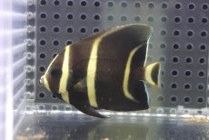 画像2: 【海水魚・ヤッコ】【通販】人工飼料OK♪グレーエンゼル（SMサイズ）(個体販売）（±6.5cm）No.2（生体）(海水魚) (2)