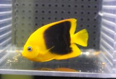 画像1: 【海水魚・ヤッコ】【通販】人工飼料OK♪ロックビューティー（SMサイズ）(個体販売）（±6ｃｍ）No.1（生体）(海水魚) (1)