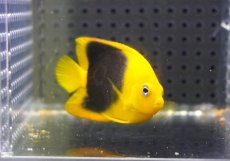 画像2: 【海水魚・ヤッコ】【通販】人工飼料OK♪ロックビューティー（SMサイズ）(個体販売）（±6ｃｍ）No.1（生体）(海水魚) (2)