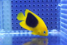 画像1: 【海水魚・ヤッコ】【通販】人工飼料OK♪ロックビューティー（Sサイズ）(個体販売）（±5ｃｍ）No.2（生体）(海水魚) (1)