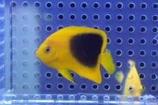 画像2: 【海水魚・ヤッコ】【通販】人工飼料OK♪ロックビューティー（Sサイズ）(個体販売）（±5ｃｍ）No.2（生体）(海水魚) (2)