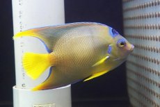画像1: 【海水魚・ヤッコ】【通販】人工飼料OK♪タウンゼントエンゼル（Mサイズ）(個体販売）（±12-13ｃｍ）（生体）(海水魚) (1)
