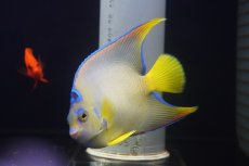 画像2: 【海水魚・ヤッコ】【通販】人工飼料OK♪タウンゼントエンゼル（Mサイズ）(個体販売）（±12-13ｃｍ）（生体）(海水魚) (2)
