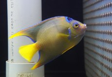 画像3: 【海水魚・ヤッコ】【通販】人工飼料OK♪タウンゼントエンゼル（Mサイズ）(個体販売）（±12-13ｃｍ）（生体）(海水魚) (3)