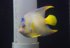 画像4: 【海水魚・ヤッコ】【通販】人工飼料OK♪タウンゼントエンゼル（Mサイズ）(個体販売）（±12-13ｃｍ）（生体）(海水魚) (4)