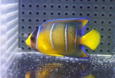 画像1: 【海水魚・ヤッコ】【通販】人工飼料OK♪ブルーエンゼル（Sサイズ）(個体販売）（±6ｃｍ）No.1（生体）(海水魚) (1)