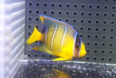 画像2: 【海水魚・ヤッコ】【通販】人工飼料OK♪ブルーエンゼル（Sサイズ）(個体販売）（±6ｃｍ）No.1（生体）(海水魚) (2)