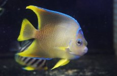 画像1: 【海水魚・ヤッコ】【通販】人工飼料OK♪ブルーエンゼル（Mサイズ）(個体販売）（±8-9cm）No.2（生体）(海水魚) (1)