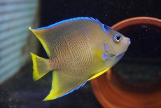 画像2: 【海水魚・ヤッコ】【通販】人工飼料OK♪ブルーエンゼル（Mサイズ）(個体販売）（±8-9cm）No.2（生体）(海水魚) (2)