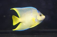 画像1: 【海水魚・ヤッコ】【通販】人工飼料OK♪ブルーエンゼル（Mサイズ）(個体販売）（±10-11cm）No.3（生体）(海水魚) (1)
