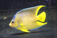 画像2: 【海水魚・ヤッコ】【通販】人工飼料OK♪ブルーエンゼル（Mサイズ）(個体販売）（±10-11cm）No.3（生体）(海水魚) (2)