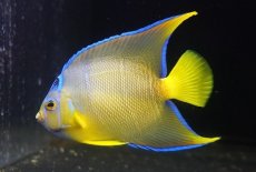 画像1: 【海水魚・ヤッコ】【通販】人工飼料OK♪ブルーエンゼル（MLサイズ）(個体販売）（±12-13cm）No.4（生体）(海水魚) (1)