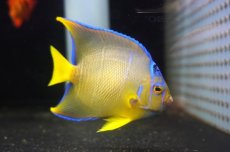 画像2: 【海水魚・ヤッコ】【通販】人工飼料OK♪ブルーエンゼル（MLサイズ）(個体販売）（±12-13cm）No.4（生体）(海水魚) (2)