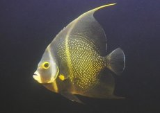 画像1: 【海水魚・ヤッコ】【通販】人工飼料OK♪フレンチエンゼル（XLサイズ）(個体販売）（±18-19cm）No.1（生体）(海水魚) (1)