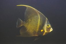 画像2: 【海水魚・ヤッコ】【通販】人工飼料OK♪フレンチエンゼル（XLサイズ）(個体販売）（±18-19cm）No.1（生体）(海水魚) (2)