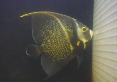 画像1: 【海水魚・ヤッコ】【通販】人工飼料OK♪フレンチエンゼル（XLサイズ）(個体販売）（±18-19cm）No.2（生体）(海水魚) (1)
