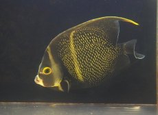 画像2: 【海水魚・ヤッコ】【通販】人工飼料OK♪フレンチエンゼル（XLサイズ）(個体販売）（±18-19cm）No.2（生体）(海水魚) (2)