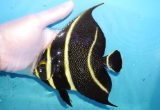 画像1: 【海水魚・ヤッコ】【通販】人工飼料OK♪フレンチエンゼル（Lサイズ）(個体販売）（±15cm）No.8（生体）(海水魚) (1)