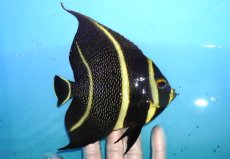 画像2: 【海水魚・ヤッコ】【通販】人工飼料OK♪フレンチエンゼル（Lサイズ）(個体販売）（±15cm）No.8（生体）(海水魚) (2)
