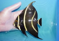 画像1: 【海水魚・ヤッコ】【通販】人工飼料OK♪フレンチエンゼル（Lサイズ）(個体販売）（±14cm）No.9（生体）(海水魚) (1)