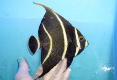 画像2: 【海水魚・ヤッコ】【通販】人工飼料OK♪フレンチエンゼル（Lサイズ）(個体販売）（±14cm）No.9（生体）(海水魚) (2)