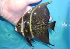 画像1: 【海水魚・ヤッコ】【通販】人工飼料OK♪フレンチエンゼル（Lサイズ）(個体販売）（±14cm）No.10（生体）(海水魚) (1)