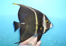 画像2: 【海水魚・ヤッコ】【通販】人工飼料OK♪フレンチエンゼル（Lサイズ）(個体販売）（±14cm）No.10（生体）(海水魚) (2)