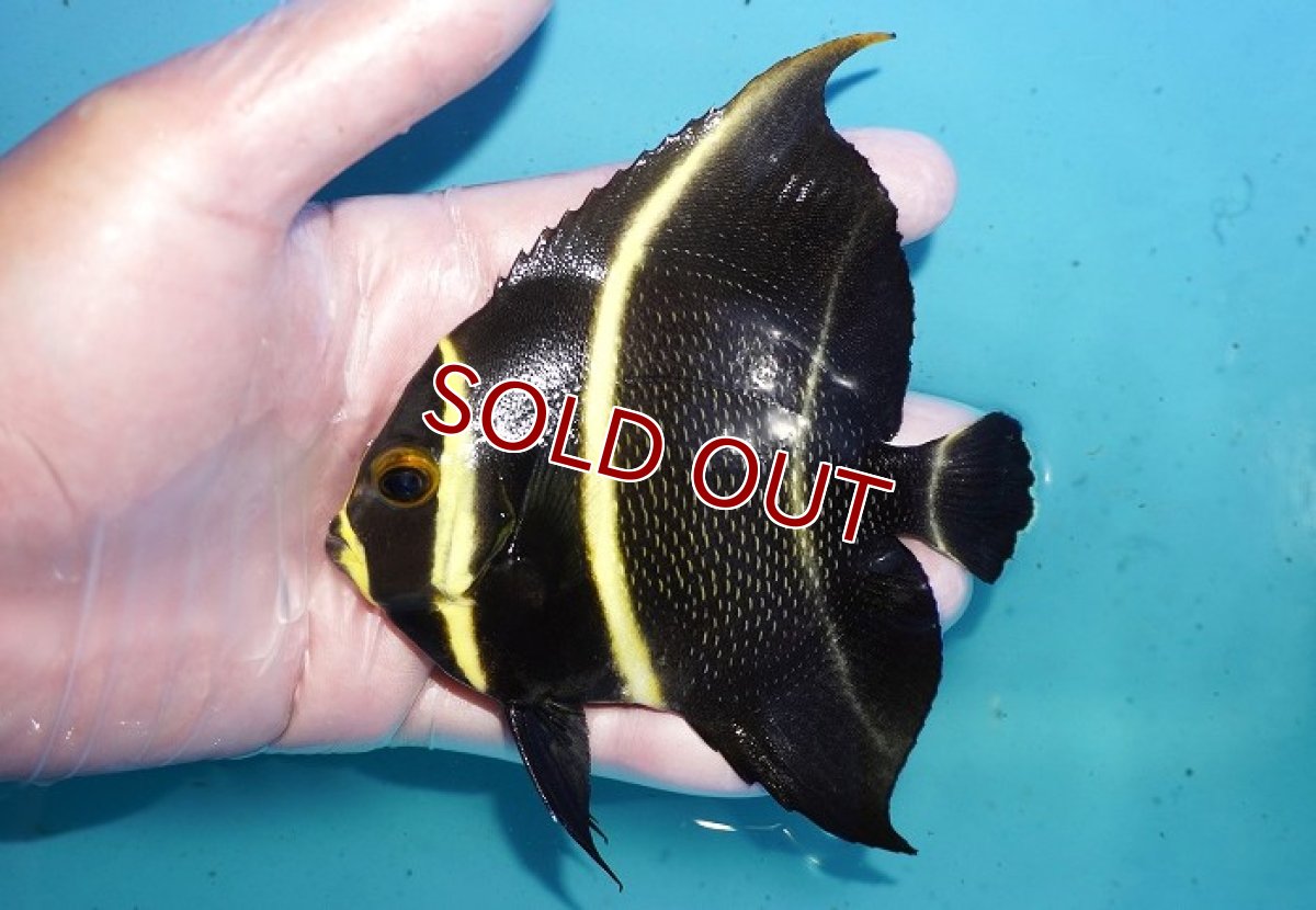 画像1: 【海水魚・ヤッコ】【通販】人工飼料OK♪フレンチエンゼル（Mサイズ）(個体販売）（±11cm）No.11（生体）(海水魚) (1)
