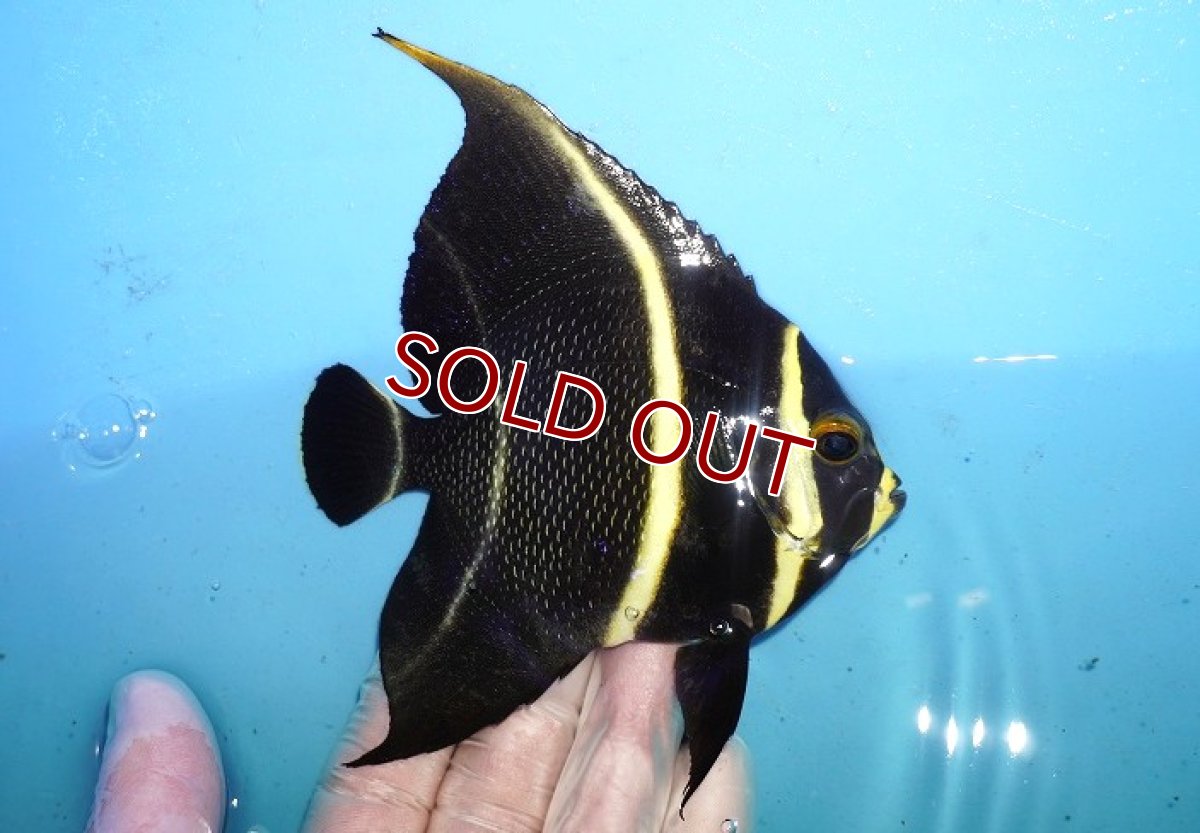 画像2: 【海水魚・ヤッコ】【通販】人工飼料OK♪フレンチエンゼル（Mサイズ）(個体販売）（±11cm）No.11（生体）(海水魚) (2)
