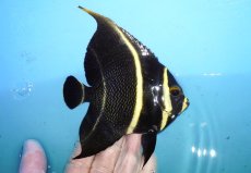 画像2: 【海水魚・ヤッコ】【通販】人工飼料OK♪フレンチエンゼル（Mサイズ）(個体販売）（±11cm）No.11（生体）(海水魚) (2)