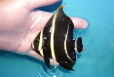 画像1: 【海水魚・ヤッコ】【通販】人工飼料OK♪フレンチエンゼル（Mサイズ）(個体販売）（±9cm）No.12（生体）(海水魚) (1)