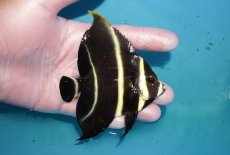 画像2: 【海水魚・ヤッコ】【通販】人工飼料OK♪フレンチエンゼル（Mサイズ）(個体販売）（±9cm）No.12（生体）(海水魚) (2)