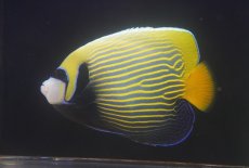 画像1: 【海水魚・ヤッコ】【通販】人工飼料OK♪【沖縄産ハンドコート物】タテジマキンチャクダイ（美オレンジテール）(個体販売）（±17cm）（生体）(海水魚) (1)