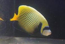 画像2: 【海水魚・ヤッコ】【通販】人工飼料OK♪【沖縄産ハンドコート物】タテジマキンチャクダイ（美オレンジテール）(個体販売）（±17cm）（生体）(海水魚) (2)