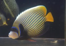 画像1: 【海水魚・ヤッコ】【通販】人工飼料OK♪タテジマキンチャクダイ（インド洋）Lサイズ(個体販売）（±17cm）No.1（生体）(海水魚) (1)