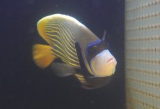 画像2: 【海水魚・ヤッコ】【通販】人工飼料OK♪タテジマキンチャクダイ（インド洋）Lサイズ(個体販売）（±17cm）No.1（生体）(海水魚) (2)
