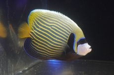 画像1: 【海水魚・ヤッコ】【通販】人工飼料OK♪タテジマキンチャクダイ（インド洋）Lサイズ(個体販売）（±15cm）No.2（生体）(海水魚) (1)