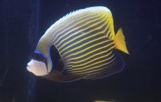 画像2: 【海水魚・ヤッコ】【通販】人工飼料OK♪タテジマキンチャクダイ（インド洋）Lサイズ(個体販売）（±15cm）No.2（生体）(海水魚) (2)